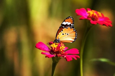 Beautiful Butterfly And Flower 4K Wallpapers HD For Desktop
