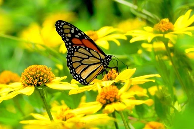 MONARCH BUTTERFLY FLOWERS   Online Wallpapers HD