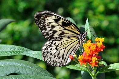 Butterfly Flower Wallpapers