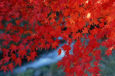 High Resolution Fall Foliages Photos   Vivid Fall Leaves 1600x1200 ...