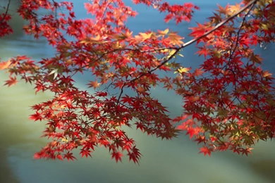 High Resolution Fall Foliages Photos   Vivid Fall Leaves 1600x1200 ...