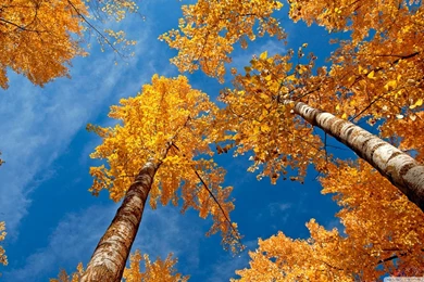 Fall Harvest High Resolution Wallpapers Attachment 3831   Amazing ...