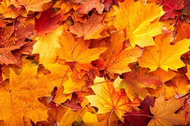 Download Fall Leaves Backgrounds 8423 2560x1600 Px High Resolution ...