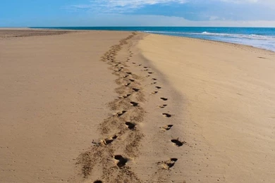 Footsteps Our Garden Ideas