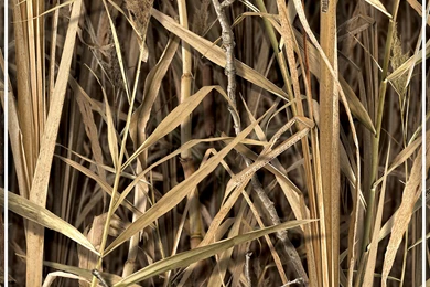 Photocamouflage® Patterns