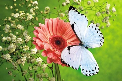 Download The Flowers Live Wallpapers Android Apps On NoneSearch.com