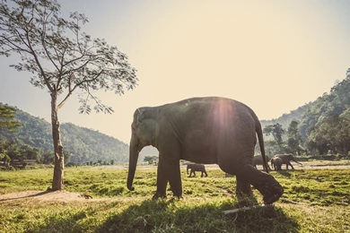 Thai Elephants Uhd Wallpapers   Ultra High Definition Wallpapers ...