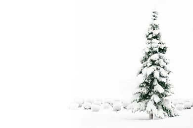 Christmas Tree Wallpapers Collection (33+)