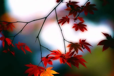 Wallpapers Phone Free Download,desktop Wallpapers