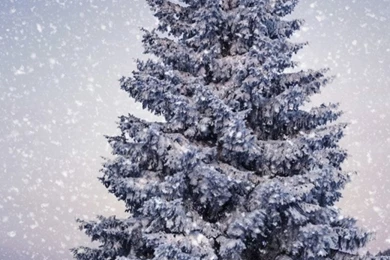 White Snow Christmas Tree iPhone 6s Wallpapers • IPhones Wallpapers