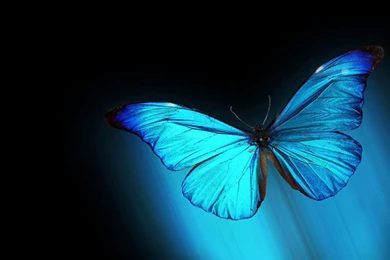 Live Wallpapers For Desktop Free Download   Wallpapers Zone