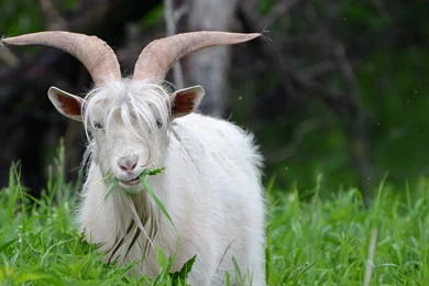 65 Goat HD Wallpapers