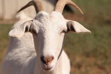 Goat HD Wallpapers