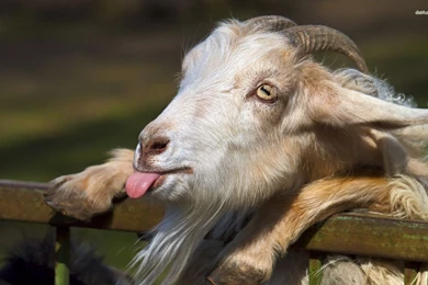 Goat Picture