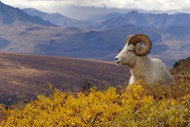 Goat Wallpapers   Animal Wallpapers