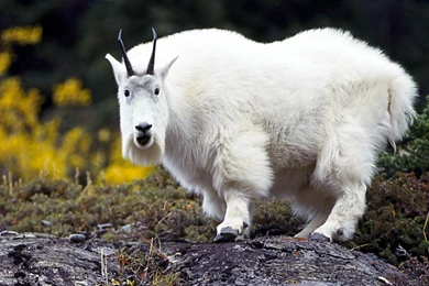 Goat Wallpapers And Backgrounds   Animals Town