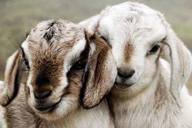 Baby Goat Wallpapers HD   HDWallpaperSets.Com