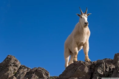 Male Goat Up On Rocks HD Desktop Wallpapers : Widescreen : High ...