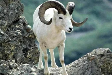 WILD GOAT WALLPAPER   (