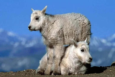 Free Goat Wallpapers   Animals Town