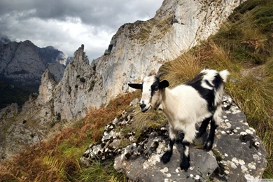 Black Goat HD Desktop Wallpapers : High Definition : Fullscreen ...