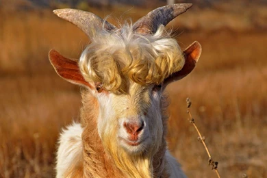 Download Wallpapers 2048x1152 Goat, Horns, Hair, Fur HD HD Backgrounds