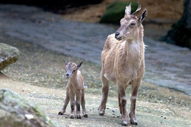 65 Goat HD Wallpapers