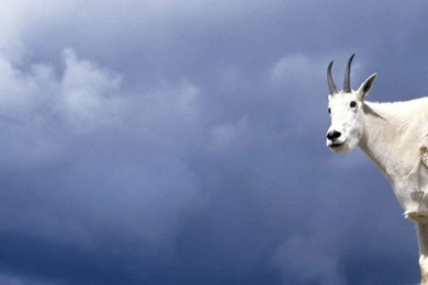 Mountain Goat In The Clouds   Free Animals Wallpapers Image With Goats