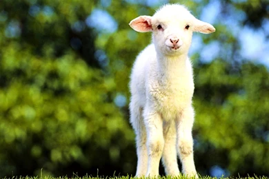 Cute Baby Goat   Wallpaper.