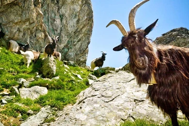 Goat Wallpapers   Android Apps On Google Play