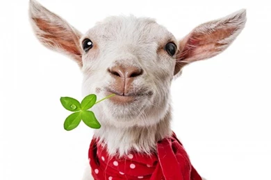 Funny Goat Wallpaper,goat HD Wallpapers