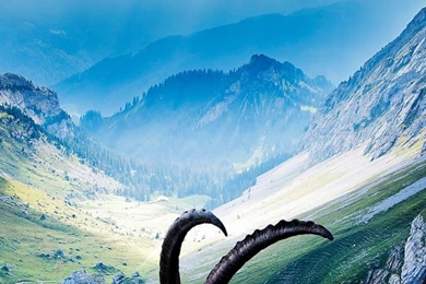 Goat iPhone 5s Wallpapers