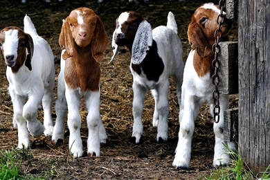 Baby Goat Wallpapers   Wallpapers Animal