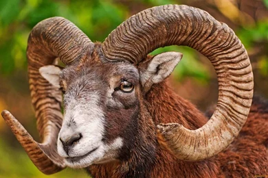 9 Bighorn Sheep HD Wallpapers