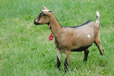 Brown Goat Computer Wallpapers, Desktop Backgrounds