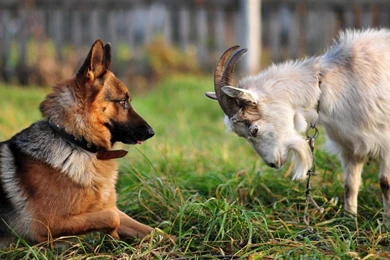 GERMAN SHEPHERD AND GOAT WALLPAPER   (