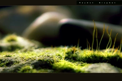 Index Of /wallpapers