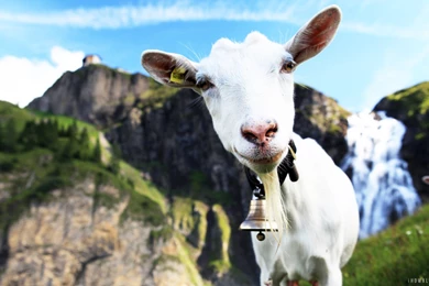 Funny Goat HD Wallpapers   IHD Wallpapers