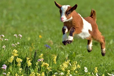 Baby Goats Wallpapers