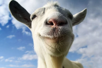 13 Quality Goat Wallpapers, Animals
