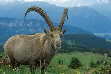 Download Wallpapers 3840x2160 Goat, Grass, Flowers, Walk, Sky 4K ...