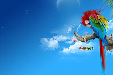 Download Animal Parrot Wallpapers 1920x1080