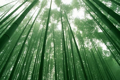 Bamboo Forest.jpg