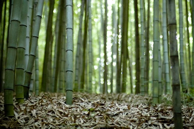 Wallpapers: Bamboo Forest Wallpapers