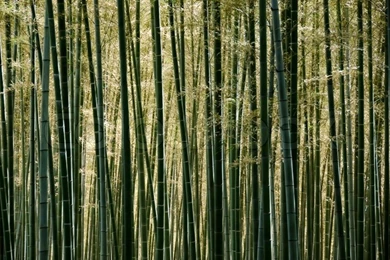 Backgrounds Of A Sunlit Green Japanese Bamboo Forest