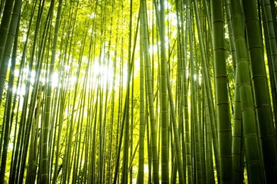 30 Bamboo Forest Wallpapers Pictures
