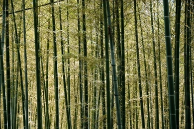 Backgrounds Of A Sunlit Green Japanese Bamboo Forest