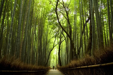 Sagano Bamboo Forest   Forest In Kyoto   Thousand Wonders