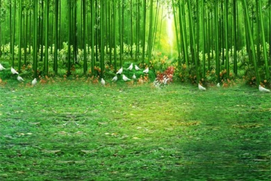 8x12FT Green Bamboo Forest Grove Pigeon Dove Grass Field Wedding ...