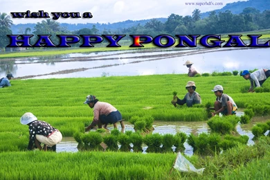 Pongal Wishes With Formers Hd Wallpapers   SUPERHDFX